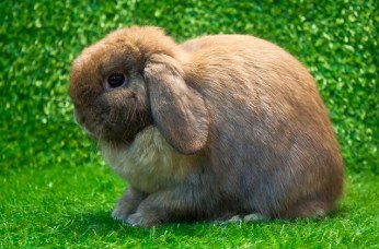 holland-lop-2.jpg